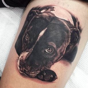 Un retrato de aspecto solemne de un perro realizado por Joel Speelman.  #joelspeelman #hund #dyreportræt #gris negro