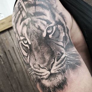 Un tigre majestuoso a través de Chris Mata'afa (IG — chris_showstoppr).  #gris negro #ChrisMataafa #realismo #tigre