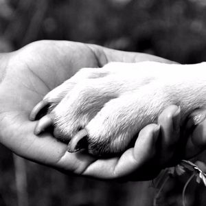 O amor mais puro e verdadeiro #dogtattoo #dog #cachorro #catioro #pettattoo #petlovers #doglovers #cão