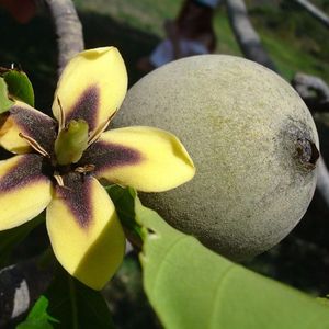 This unique fruit only grows in the Amazon #jagua #amazon #natural #temporarytattoo #huito