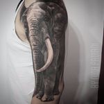 Elefante por Nina Paviani! #NinaPaviani #tatuadorasbrasileiras #tatuadorasdobrasil #tattoobr #tattoodobr #elefante #elephant #blackandgrey