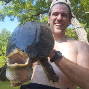 These researchers are frequently bit by these snapping turtles. #Turtle #Turtles #TattooedTurtle #Science