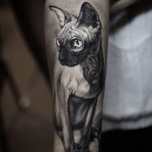 Sphynx cat tattoo by Stefano Alcantara #StefanoAlcantara #besttattoos #blackandgrey #neotraditional #realism #realistic #mashup #cat #sphynx #ornamental #pattern #gilded #light #tattoooftheday