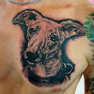 Black and grey greyhound portrait tattoo by Alex Almos. #petportrait #dog #greyhound #realism #blackandgrey #AlexAlmos
