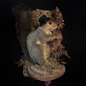 Taxidermied Squirrel at The Strange and Unusual (via IG-thestrangeandunusual) #curious #oddities #antiques #taxidermy #ryanashleymalarkey