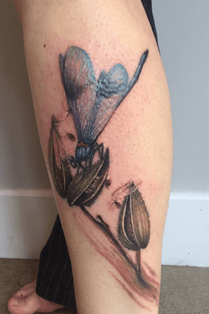Dragonfly on milkweed