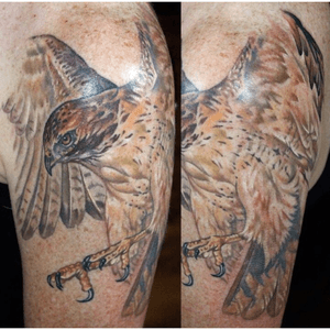 Custom #falcon #tattoo by Sean Ambrose of Arrows and Embers Custom Tattoo in NH! #birdofprey #badass #colortattoo