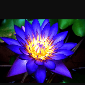 I have 20 nephews and nieces. I would like a blue lotus with twenty petals and a few fallen for the lost babies. #megandreamtattoo #egyptian #lotus #blue #longtimedream #WhereOnMyBody