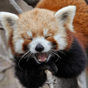 I would love a neo traditoinal red panda #megandreamtattoo 