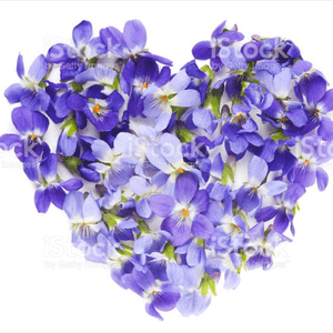 Violets in a heart shape 