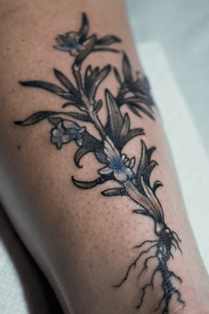 Lavender botanical tattoo #lavender #botanical #botanicaltattoo #floral #flower #flowertattoo #leaves  #vintagebotanical #aubreymennella #illustrative #IllustrativeTattoo 