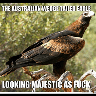 #megandreamtattoo I would love an Aussie themed tattoo from Megan - the Wedge Tailed Eagle is a bad-ass mofo that picks up and kills kangaroos and have even been known to have a go at grabbing children! This would be like an Australian version of the very popular bald eagle tattoos.