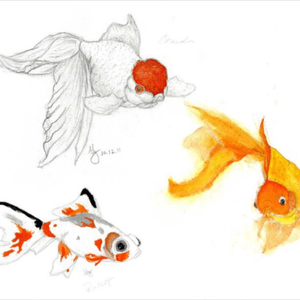 The first of two inspirational drawings for the remainder of my goldfish piece, found on Deviant Art. #goldfish 