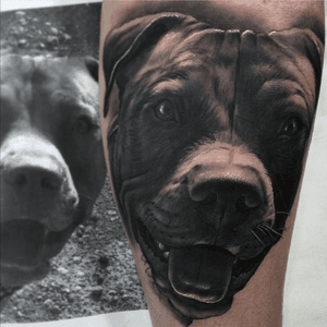 Nuestro fiel amigo @radiantcolorsink @largavidatrece @jumillaolivares @tattooistartmag #radiantcolorsink #valencia #spain #dog #jumillaolivares #realistictattoo  #pedro#inked #ink#2016 #blackandwhite #negro #american #realistic #tattoo #tattoospain #tattoovalencia #tatuaje #tattoos #thebesttattooartists #thebestspaintattooartists#thebesttattooartists @londontattooconvention #largavida13 #largavidatrece #quartdepoblet@sullentv @tattooodo