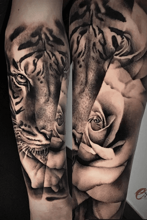 Tiger / roses 