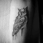 Tiny owl #owl #owltattoo #tattoo #tattoos #tattoo_art_worldwide #polishtattoo #arm #sketchstyle #sketchstyletattoo 