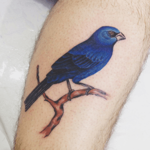 Tatuagem azulão #bird #bluebird #blue #azulao #passaro #jeffinhotattow #tattoo 