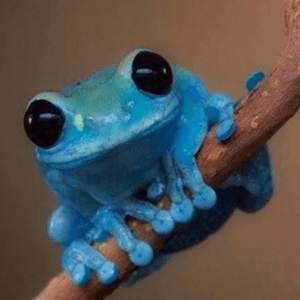 Another beautiful #color from #nature - a #blue #tree #frog #bluetreefrog -awesome #colour #blue for a #tattoo 