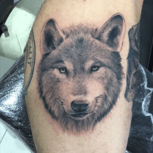 Wolf on leg