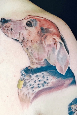 LuLu, my Beagle.