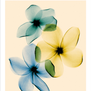 I would love a #tattoo like this. #watercolor #xray #flowers. I think they are #gorgeous #dreamtatto 