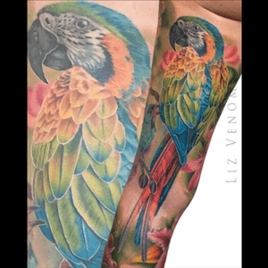 A #macaw i did as part of a full leg #sleeve #bombshelltattoo #ink #realism #colorrealism #birdtattoo #bird #parrot #pirate #fullcolor #tattoosforwomen #amazingtattoos #colour #color #lizvenom #tattooidea #besttattoos #amazing 