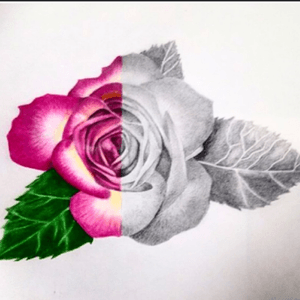 A #rose i drew #blackandgrey #tattooapprentice #color #realistic #pencilcrayon #pencildrawing #pencil 