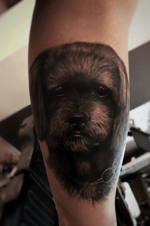 Portrait of enzo #dog #portrait #tattoo #tattooartist #blackandgrey #realism #bastibarramundi #austria #waxx
