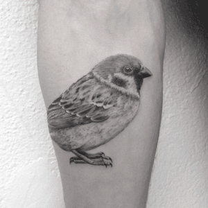 #tattoo #birdtattoo #sparrow #sparrowtattoo #lespetitspointsdefanny 