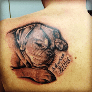 Memorium tattoo of one of my dogs. Cane Corso.Tattoo by Gerson from Gnious Ink  from Holland Tiel.