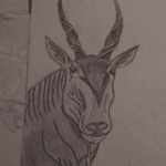 #Kudu #Antelope
