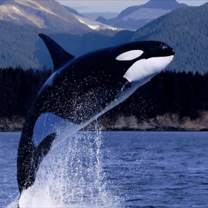 This orca is from our resident pod off the Pacific Northwest coast. I would love to see blues and purples in place of the black of the orca. #megandreamtatoo 