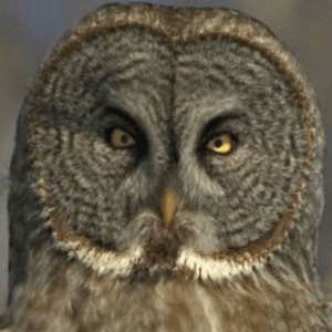 The great grey owl would be amazing if megan did in her amazing skills. I can picture it now, looking completely awesome on my leg. 