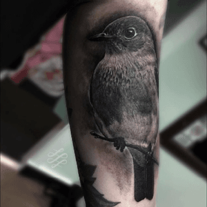 A nice little black and grey Blue Bird for Leah from a little while back. Thanks for looking 🙏#lewishazlewood #lewishazlewoodtattoo #staganddaggertattoo #somerset #uk #blackandgrey #blackandgreytattoo #blackandgray #blackandgraytattoo #bng #bngtattoo #bluebird #bluebirdtattoo #birdtattoo #bird #gapfiller 