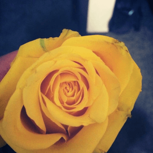 #megandreamtattoo this is a yellow rose from my grandma's funeral 2 years ago. I didnt get to save the flower right so that i could keep it forever and i hate myself for it everyday as i miss my grandma very much. Yellow roses were her favorite flowers and to have this yellow rose on my body foever would be the best thing i could do in memory of her. 