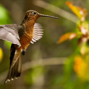 Colibri de origen endemico Chileno, el colibri gigante! Quiero plasmarlo en un tattoo junto con otro colibri endemico de la Isla de Juan Ferandes en una enrredadera de rosas. Que van a representar a mis dos hijos!#megandreamtattoo 