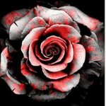 #rose #rosetattoo #blackandredtattoo 