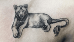 Finelmne micro lionness tattoo