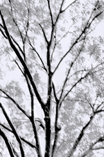 Arboreal series by Atlanta based multimedia artist Frederick.
