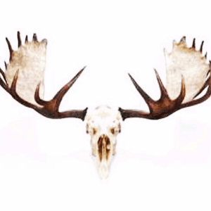 #dreamtattoo #megandreamtattoo #moose #mooseantlers #proudminnesotan 