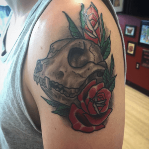 Fully healed #pitbull #skull #traditionaltattoo #tattoo #rosetattoo 