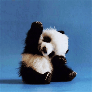 #megandreamtattooI love panda's #lovepanda
