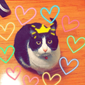 My #megandreamtattoo is my fat little queen Mabel in her true glory, adorned with a royal tiara and fabulous jewelry because she thinks she is the ruler of the world. Lol, but really, it would truly be an honor to have my fat cat tattooed on me by Megan Massacre.