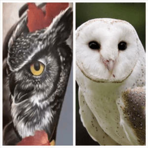 #megandreamtattoo  the idea of getting this tattoo was due to the symbolism behind it about starting a new life. I want a barn owl instead due to its apperance and its more watchful and observant . I believe this is a tattoo i need to fill a gap in my life. thank you! 