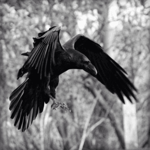 #raven 