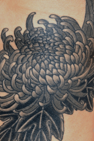 Kiku , black and gray, rib tattoo