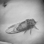 #tattoo #cicada #cicadatattoo #cigale #lespetitspointsdefanny 
