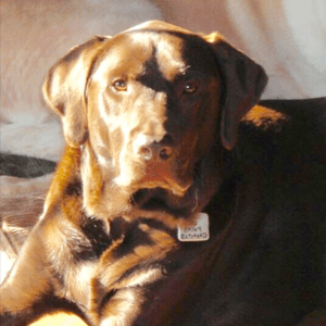 #megandreamtattoo Would love to have Megan do this one - my Chocolate Lab Charlie, aka The Big Brown Butthead. We lost Charlie last year and miss him every day.