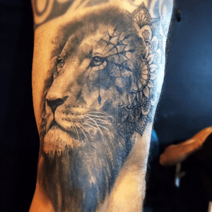Lion Realistic #lion 