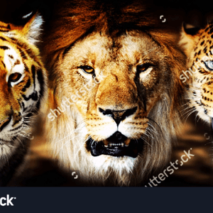#megandreamtattoo #colourrealism would love to recieve a realism tattoo from megan, one or more of these big cats would be the dream 